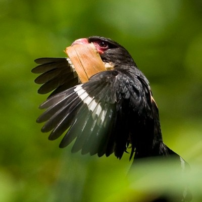 Dusky Broadbill (Corydon sumatranus) ©WikiC