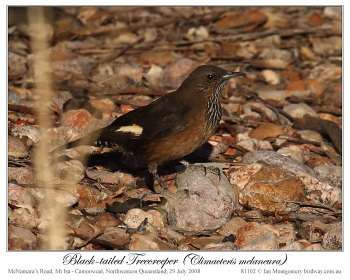 Black-tailed Treecreeper (Climacteris melanurus) by Ian