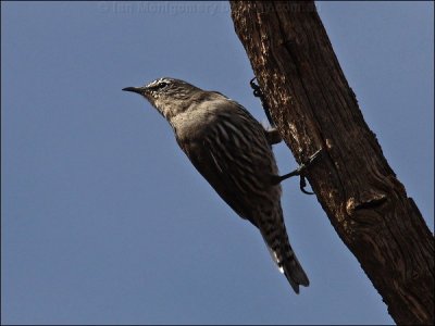 White-browed Treecreeper (Climacteris affinis) by Ian