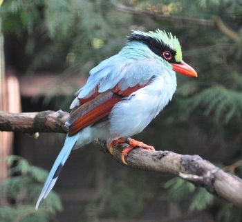 Indochinese Green Magpie (Cissa hypoleuca concolor) ©WikiC