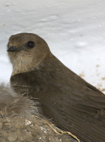Dusky Crag Martin (Ptyonoprogne concolor) ©WikiC