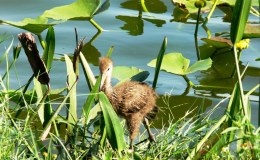 Lee’s Two Word Tuesday –&nbsp;7/18/17