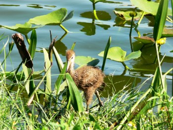 Limpkin (Aramus guarauna pictus) baby taken 9-12-11 by Lee
