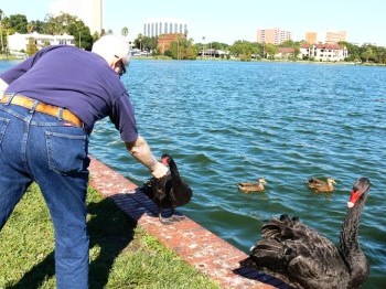  Dan feeding a Black Swan at Lake Morton