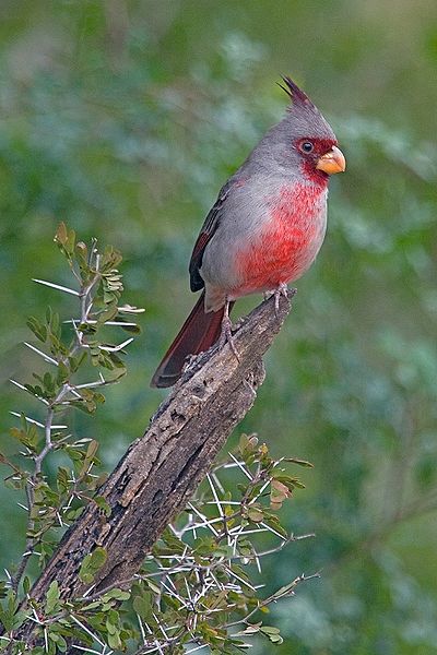 Pyrrhuloxia (Cardinalis sinuatus) ©WikiC