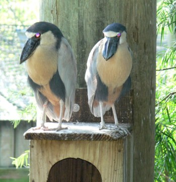 Boat-billed Heron (Cochlearius cochlearius) by Lee at LPZoo