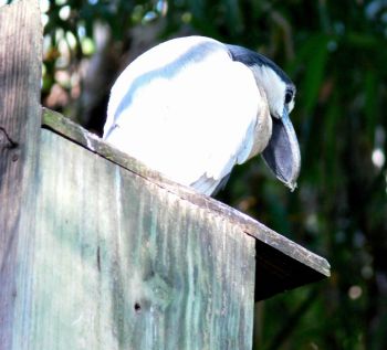 Boat-billed Heron (Cochlearius cochlearius) by Lee at LPZoo