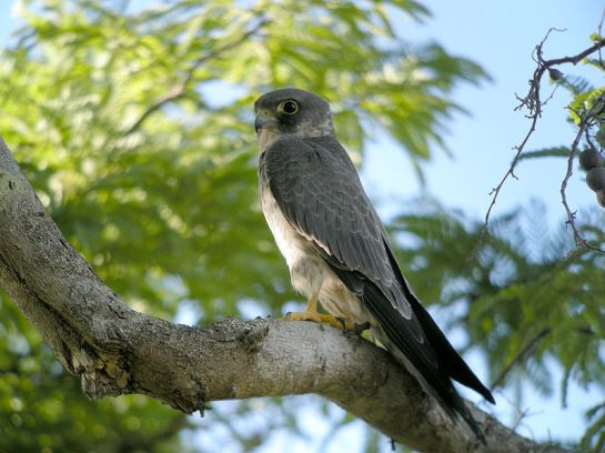 Sooty Falcon (Falco concolor) cWikiC