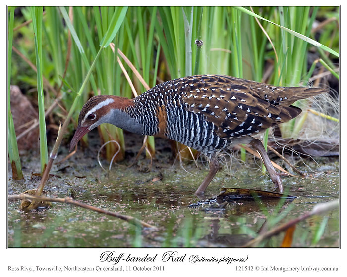 Buff-banded Rail (Gallirallus philippensis) by Ian