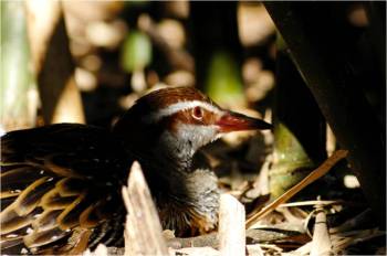 Buff-banded Rail (Gallirallus philippensis) by Lee at Lowry Pk Zoo