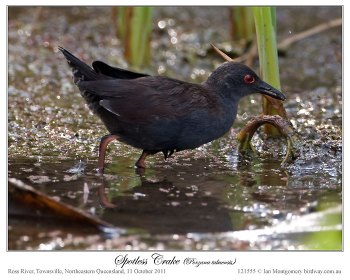 Spotless Crake (Porzana tabuensis) by Ian