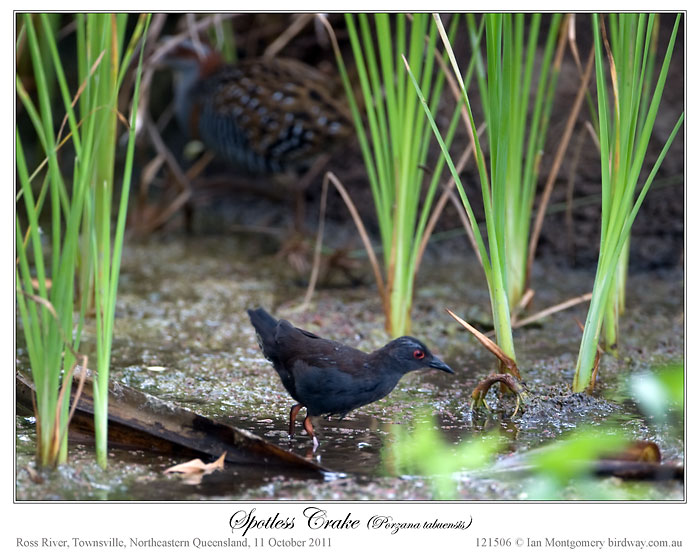 Spotless Crake (Porzana tabuensis) by Ian