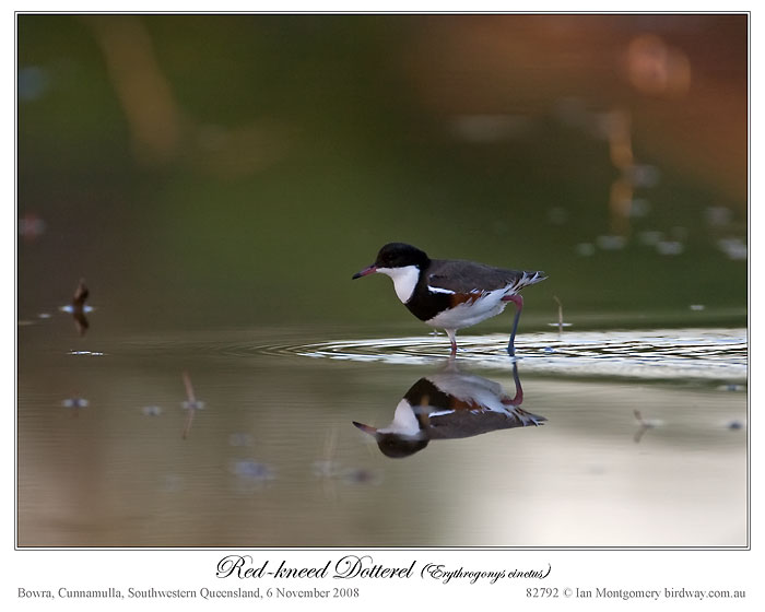 Red-kneed Dotterel (Erythrogonys cinctus) by Ian 1