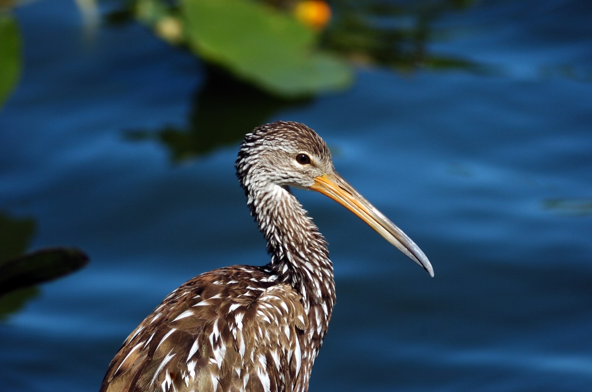 Limpkin (Aramus guarauna) Juvenile by Dan at Lake Morton