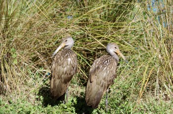 Limpkin (Aramus guarauna) Juveniles by Dan at Lake Morton