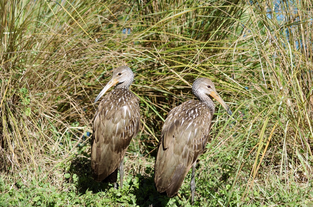 Limpkin (Aramus guarauna) Juveniles by Dan at Lake Morton