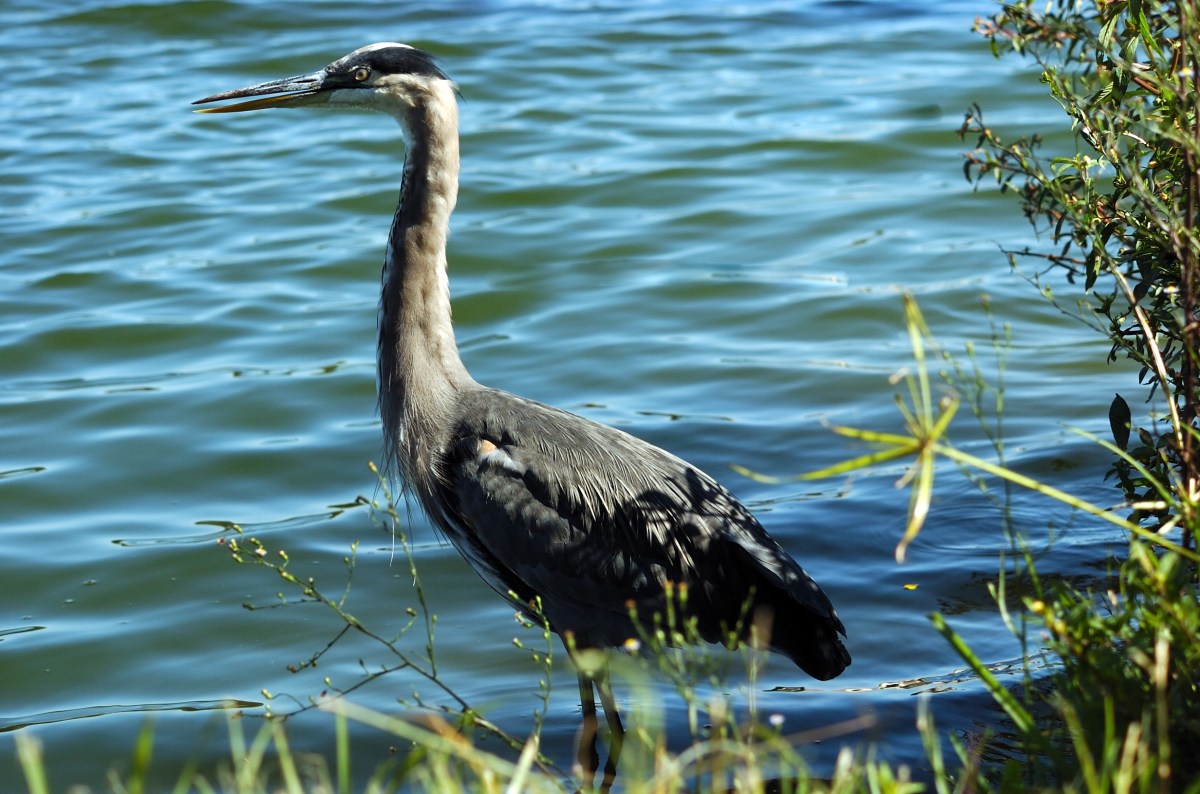 Great Blue Heron (Ardea herodias) by Dan at Lake Morton