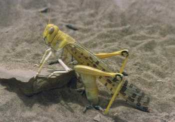 Desert Locust - Africa -WikiC