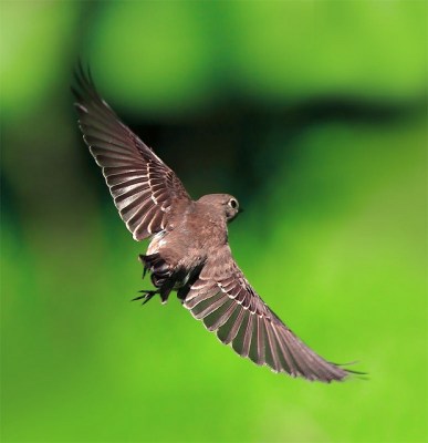 Spotted Flycatcher (Muscicapa striata) by John&Fish