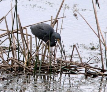 Heron Waiting For Lunch by Lee at Viera Wetlands