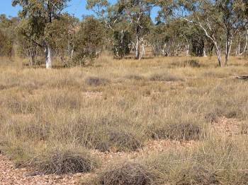 McNamaras Road by Ian