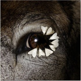 Moths Around Eye