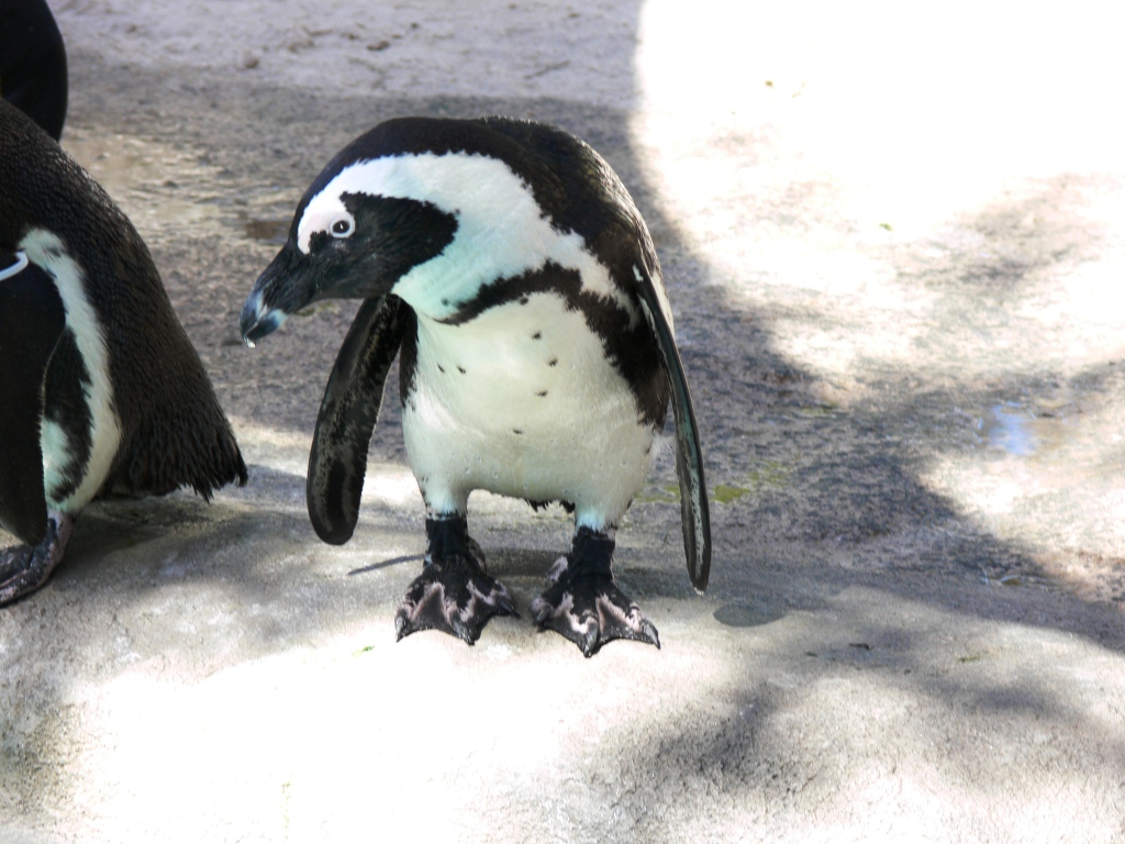 Penguin with cool feet