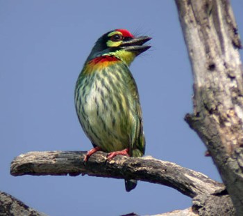 Coppersmith Barbet (Megalaima haemacephala) by Peter Ericsson