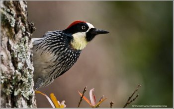 Acorn Woodpecker (Melanerpes formicivorus) by Raymond Barlow