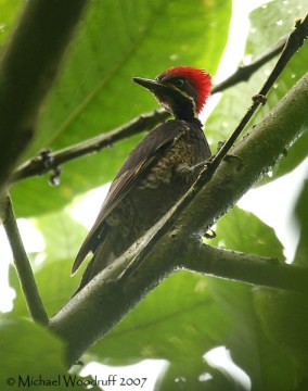 Lineated Woodpecker (Dryocopus lineatus) by Michael Woodruff