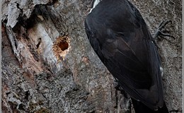Pileated Woodpeckers With a Chipmunk,  One Singing, and One&nbsp;Eating