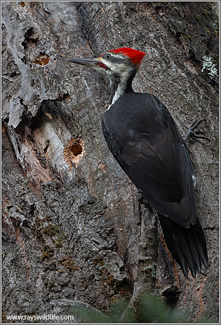 Pileated Woodpecker (Dryocopus pileatus) by Raymond Barlow