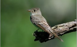 Mnemonics – What is&nbsp;That?