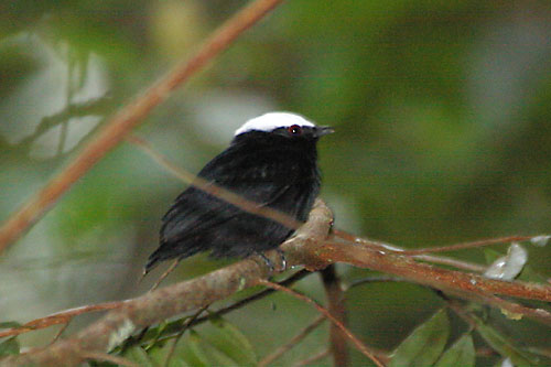 White-crowned Manakin (Pseudopipra pipra) by ©AGrosset