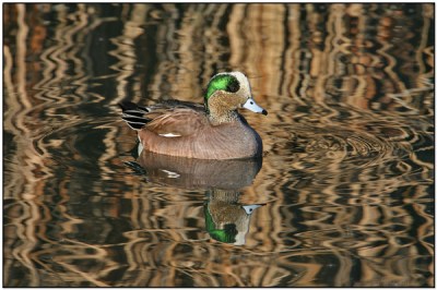 American Wigeon (Anas americana) by Daves BirdingPix