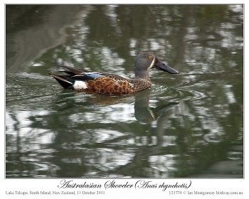 Australasian Shoveler (Anas rhynchotis) by Ian Montgomery