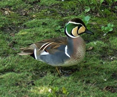 Baikal Teal (Anas formosa) ©WikiC