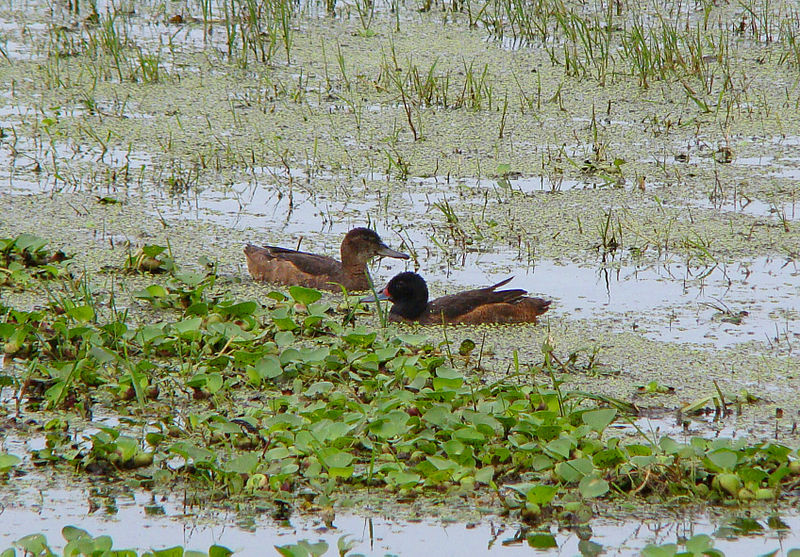Black-headed Duck (Heteronetta atricapilla) ©WikiC