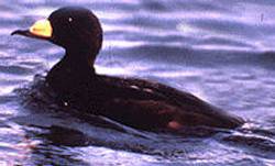 Black Scoter (Melanitta americana) ©WikiC