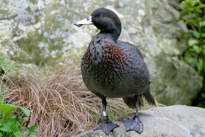 Blue Duck (Hymenolaimus malacorhynchos) ©WikiC