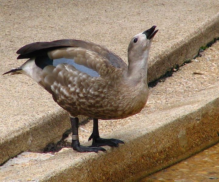Blue-winged Goose (Cyanochen cyanoptera) at Zoo ©WikiC