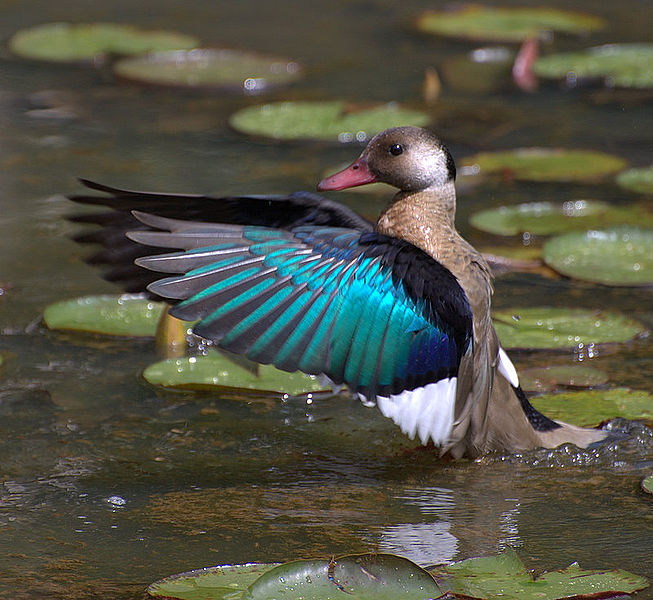 Brazilian Teal (Amazonetta brasiliensis) ©WikiC