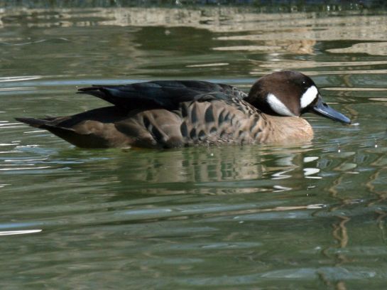Bronze-winged Duck (Speculanas specularis) ©WikiC