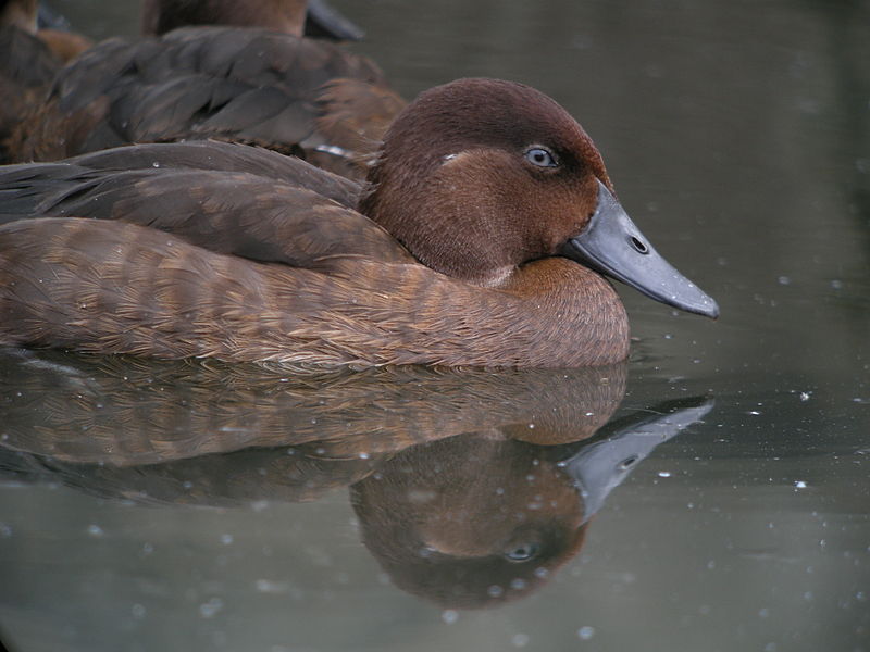 Madagascan Pochard (Aythya innotata) ©WikiC