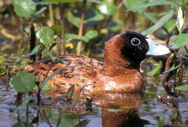 Masked Duck (Nomonyx dominicus) ©WikiC
