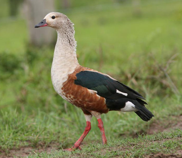 Orinoco Goose (Neochen jubata) ©WikiC