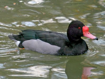 Rosy-billed Pochard (Netta peposaca) ©WikiC