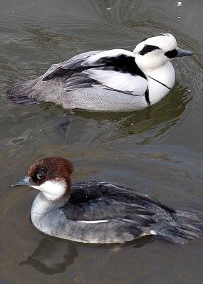 Smew (Mergellus albellus) ©WikiC