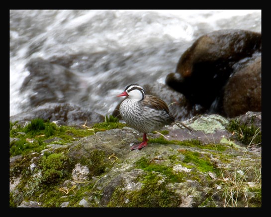 Torrent Duck (Merganetta armata) by Robert Scanlon