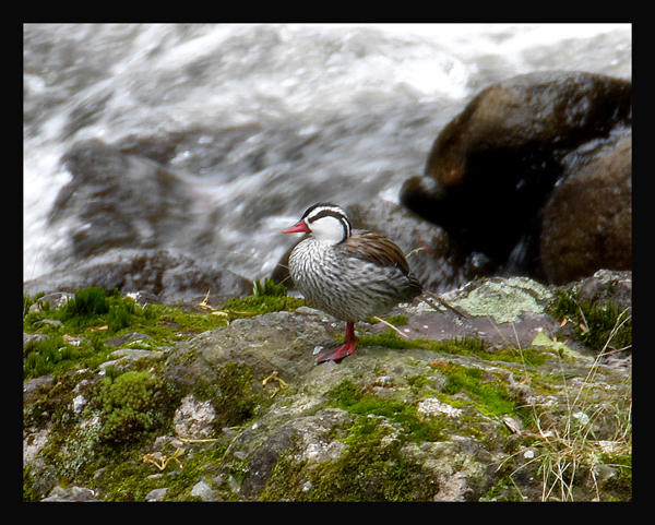 Torrent Duck (Merganetta armata) by Robert Scanlon